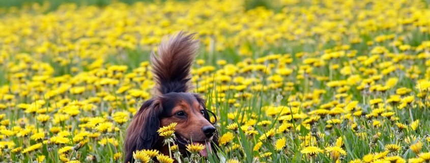 Katze oder Hund? Antwort verrät Charaktereigenschaften