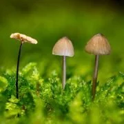 Magic Mushrooms sollen bei Depressionen helfen