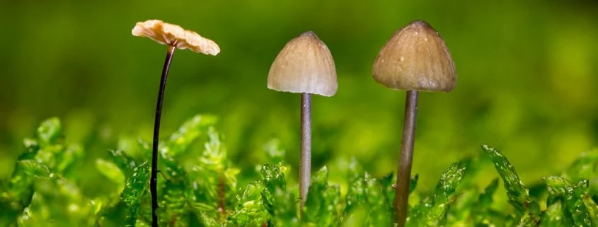 Magic Mushrooms sollen bei Depressionen helfen