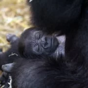 Ob Mensch oder Affe, Mutter bleibt Mutter!