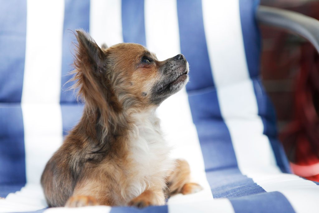 Können Tiere als Therapeuten funktionieren?