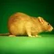 Wie das Lachen von Ratten gegen Depressionen helfen kann