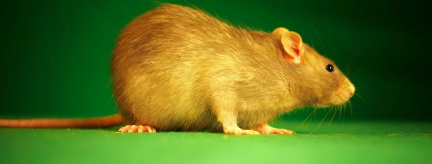 Wie das Lachen von Ratten gegen Depressionen helfen kann