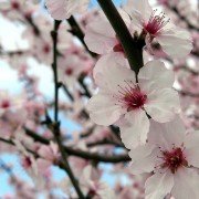 Woher kommen Frühlingsgefühle?!