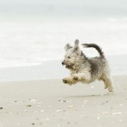 Die 3 beliebtesten Sportarten für Hund und Herrchen