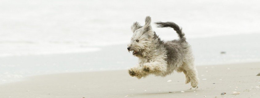 Die 3 beliebtesten Sportarten für Hund und Herrchen