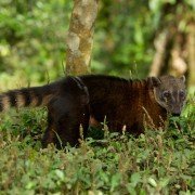 Sieben invasive Tierarten