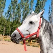 Abszess beim Pferd – Ursachen, Behandlung und Prophylaxe
