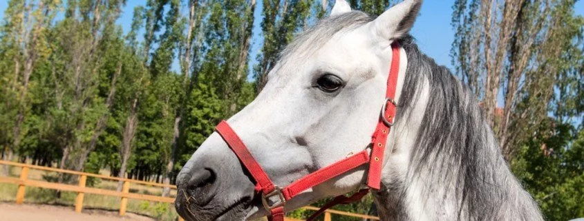 Abszess beim Pferd – Ursachen, Behandlung und Prophylaxe