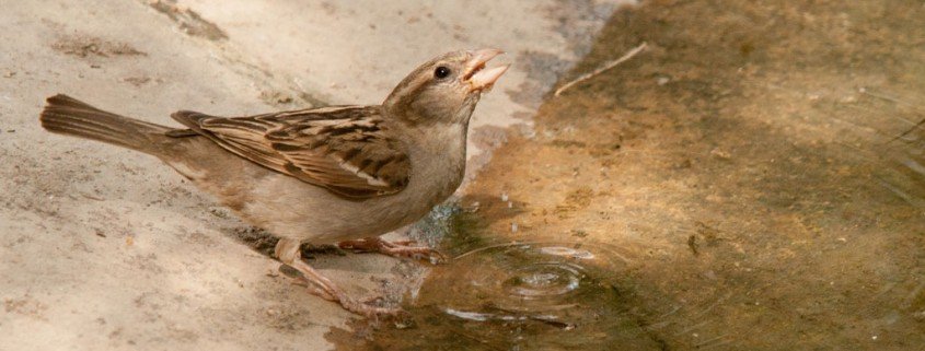 Alles rund um die Vogeltränke