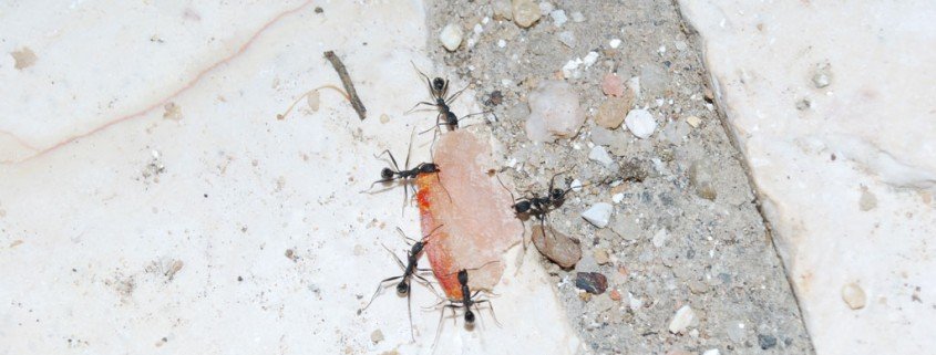 Ameisen – kleine Orientierungskünstler
