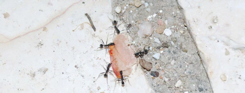 Ameisen – kleine Orientierungskünstler