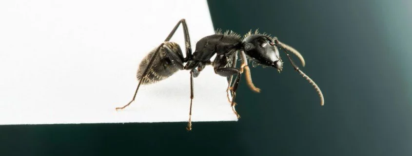 Von der Soldatin zur Sammlerin – Umpolung bei Ameisen
