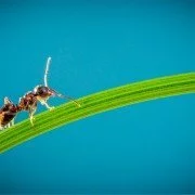 Auch Ameisen nutzen eine Toilette