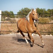 Das American Quarter Horse