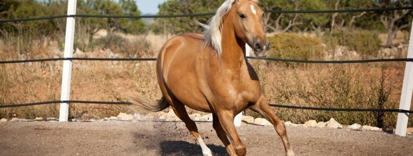 Das American Quarter Horse