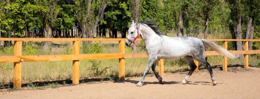 Der Appaloosa