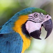 Aspergillose bei Sittichen und Papageien