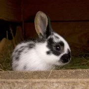 Ganzjährige Außenhaltung von Kaninchen