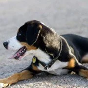 Beschwerden und ihre Linderung durch Hundeosteopathie