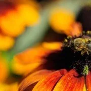 Bienenfüttern: Die Folgen eines warmen Frühlings