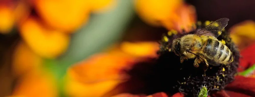 Bienenfüttern: Die Folgen eines warmen Frühlings