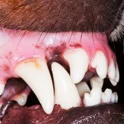 Bissverletzungen beim Hund – wann zum Tierarzt?