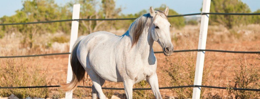 Das Camargue-Pferd