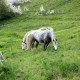 Das Connemara-Pony