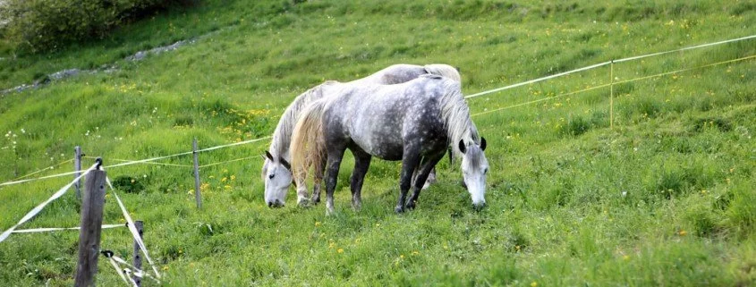 Das Connemara-Pony
