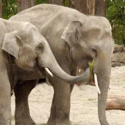 Elefanten sind soziale Wesen