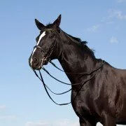 Pferderassen: Das Englische Vollblut