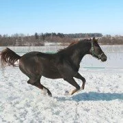 Equine Chushing Syndrom bei Pferden