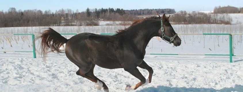 Equine Chushing Syndrom bei Pferden