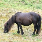 Das Exmoor Pony