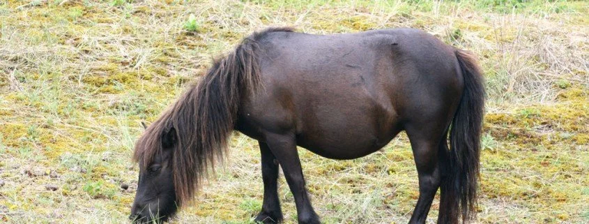 Das Exmoor Pony