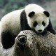 Falsche Darmflora bei Pandas