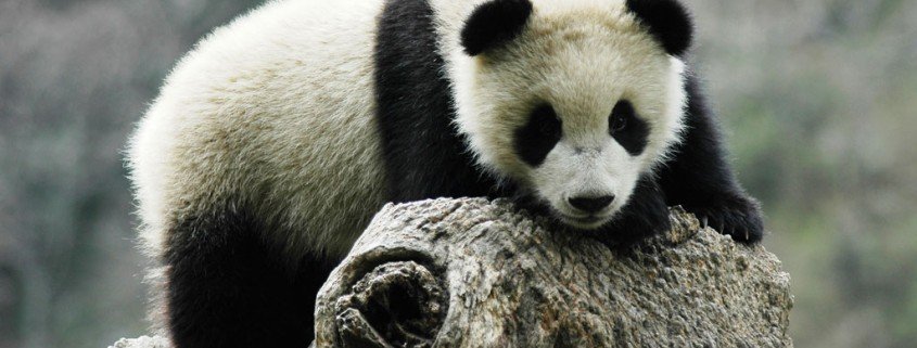 Falsche Darmflora bei Pandas