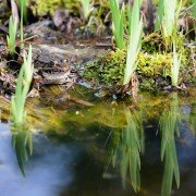 Fischteich im Garten, was muss man dabei alles beachten?