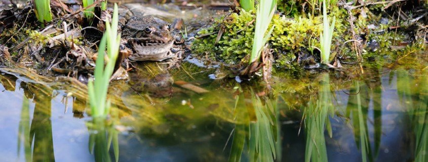 Fischteich im Garten, was muss man dabei alles beachten?