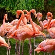 Kuriose Fakten der Tierwelt – Warum sind Flamingos rosa?
