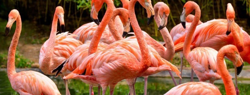 Kuriose Fakten der Tierwelt – Warum sind Flamingos rosa?