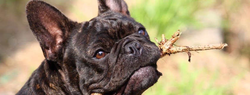 Französische Bulldogge