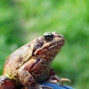 Wenn der Frosch dem Kannibalismus verfällt