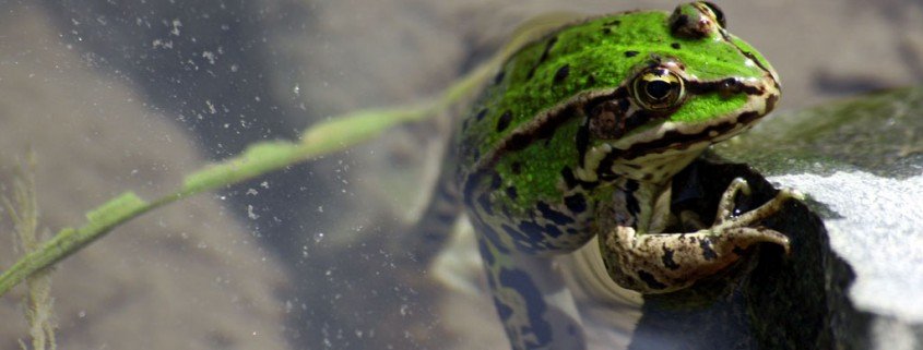 Froschhaltung - Ist das möglich?