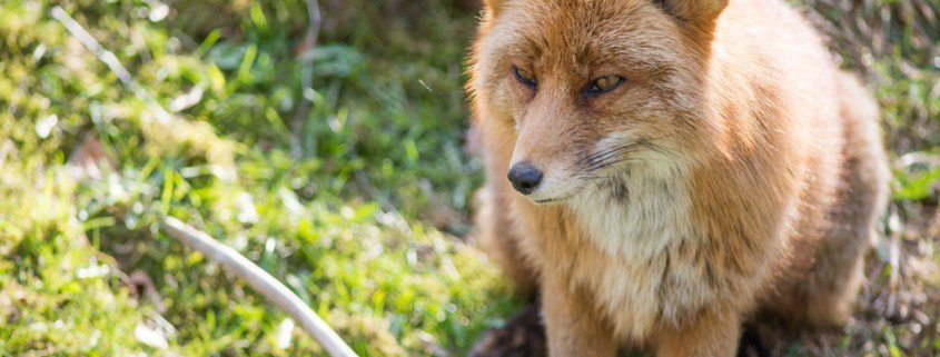 Frühlingsgefühle in der Tierwelt