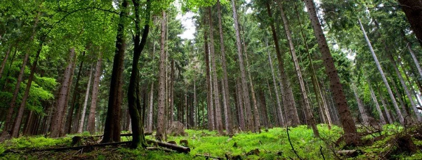 Der Fuchsbandwurm grassiert in Deutschland