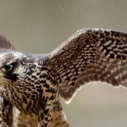 Führungskräfte von und mit Tieren lernen