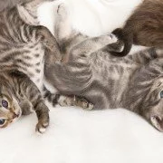 Geburtenkontrolle bei Katzen? Ein Spannungsfeld