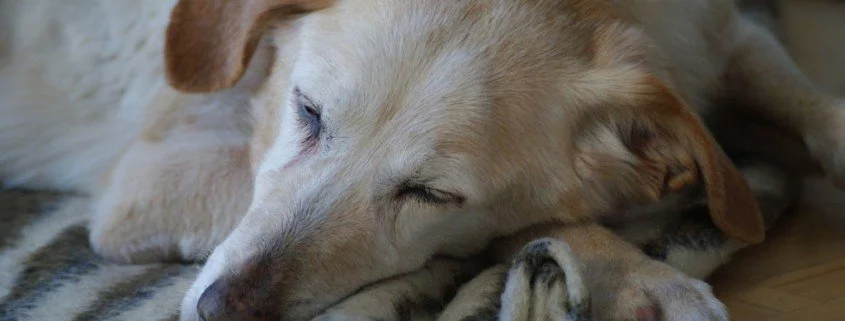 Die Geschichte der Hundeosteopathie
